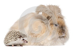 English Angora rabbit and a Four-toed Hedgehog, Atelerix albiventris