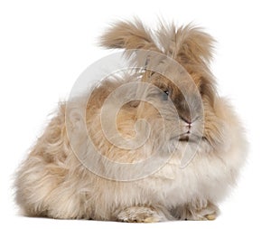 English Angora rabbit in front of white background