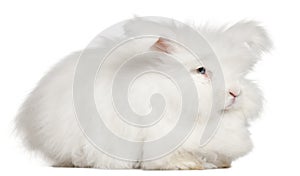 English Angora rabbit in front of white background