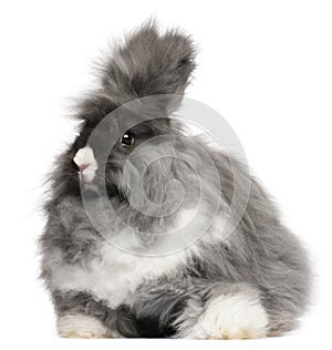 English Angora rabbit in front of white background