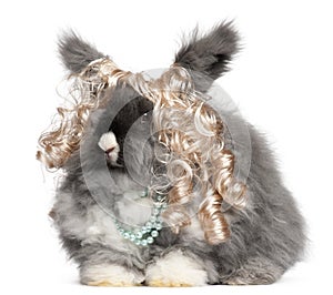 English Angora rabbit wearing wig and pearls