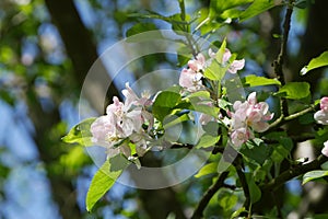 English apple blossom 3 clusters of light pink flowers up in tree with blue sky