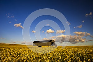 English barn in a Field of Oilseed Rape