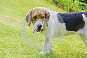 English beagle - breed of the hunting hounds of dogs