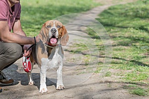 English Beagle Dog