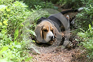 English Beagle Dog