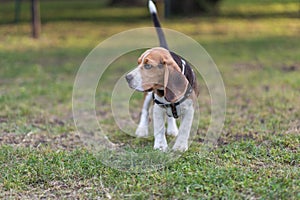 English Beagle Dog