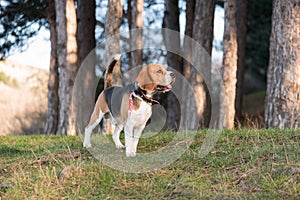 English Beagle Dog