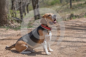 English Beagle Dog