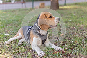 English Beagle Dog