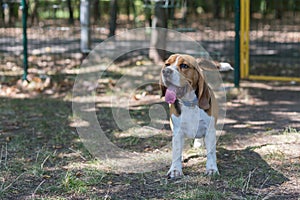 English Beagle Dog