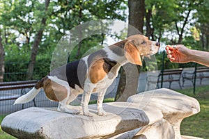 English Beagle Dog