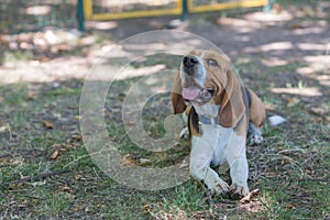 English Beagle Dog