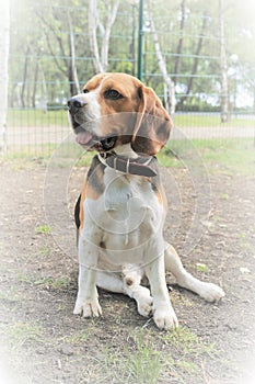 English Beagle Dog