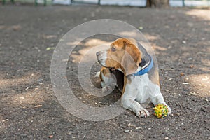 English Beagle Dog