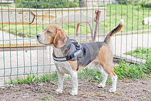 English Beagle Dog