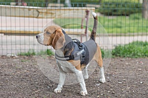 English Beagle Dog