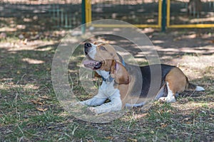 English Beagle Dog