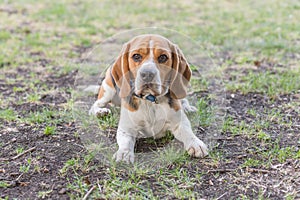 English Beagle Dog