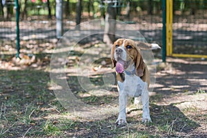 English Beagle Dog