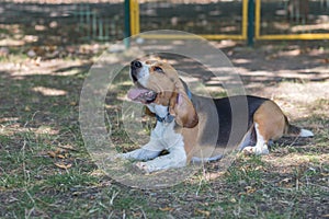 English Beagle Dog