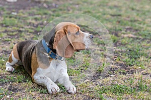 English Beagle Dog