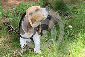 English Beagle Dog