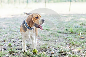 English Beagle Dog