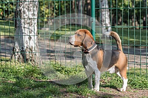 English Beagle Dog