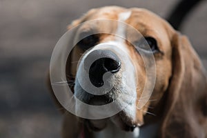 English Beagle Dog