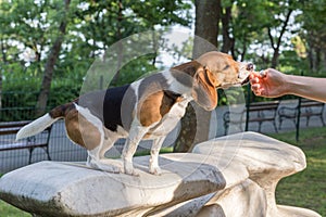 English Beagle Dog