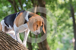 English Beagle Dog