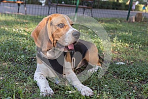 English Beagle Dog