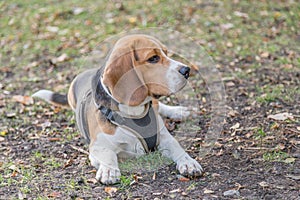 English Beagle Dog