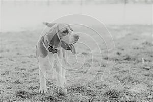 English Beagle Dog