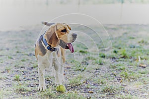 English Beagle Dog