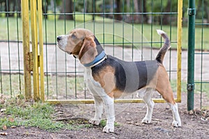 English Beagle Dog