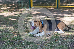 English Beagle Dog