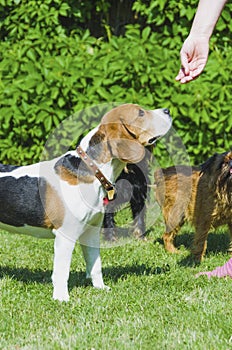 English beagle on a green lawn surrounded by other dogs