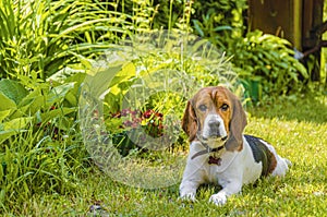 English beagle, hunting dog, lying on the lawn