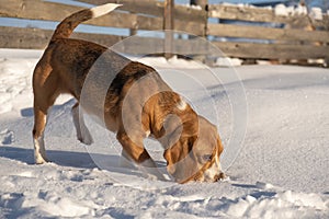 english beagle. hunting dog. rack or work to find the beast. snow and sun.