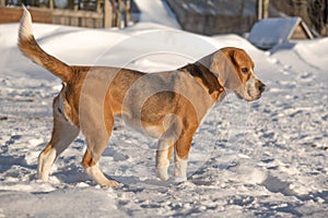 english beagle. hunting dog. rack or work to find the beast. snow and sun.