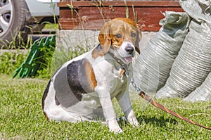 English beagle, hunting dog, sitting on a leash