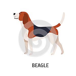 English Beagle. Lovely hunting dog or scenthound with tricolored coat isolated on white background. Gorgeous purebred