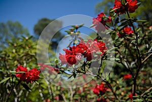 English Big red azalea bush in the garden. Season of flowering azaleas. UK