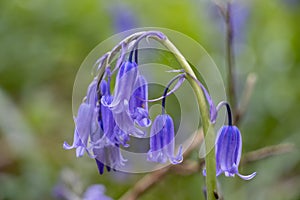 English bluebell blossoms close up