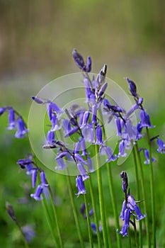 English bluebell close-up, hyacinthoides non scripta