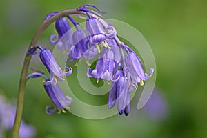 English Bluebell in close up photo