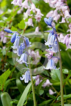 English Bluebell flowers