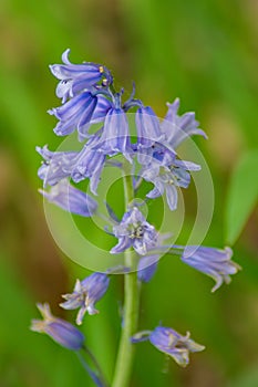 English Bluebell Hyacinthoides non-scripta